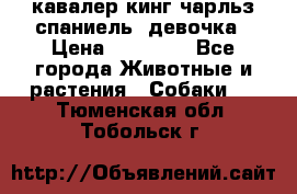  кавалер кинг чарльз спаниель -девочка › Цена ­ 45 000 - Все города Животные и растения » Собаки   . Тюменская обл.,Тобольск г.